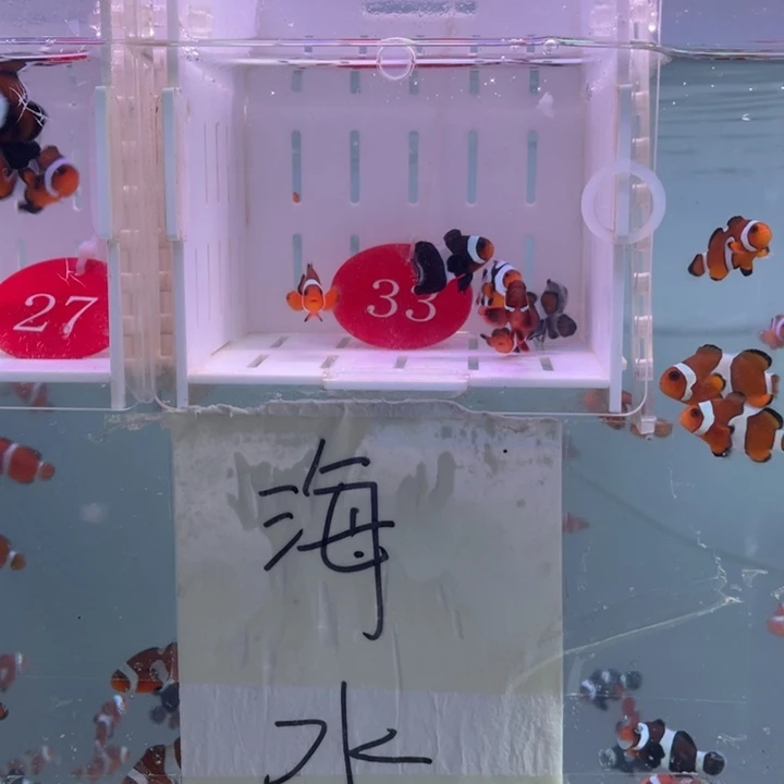 海水鱼精品混搭7条2.5-3