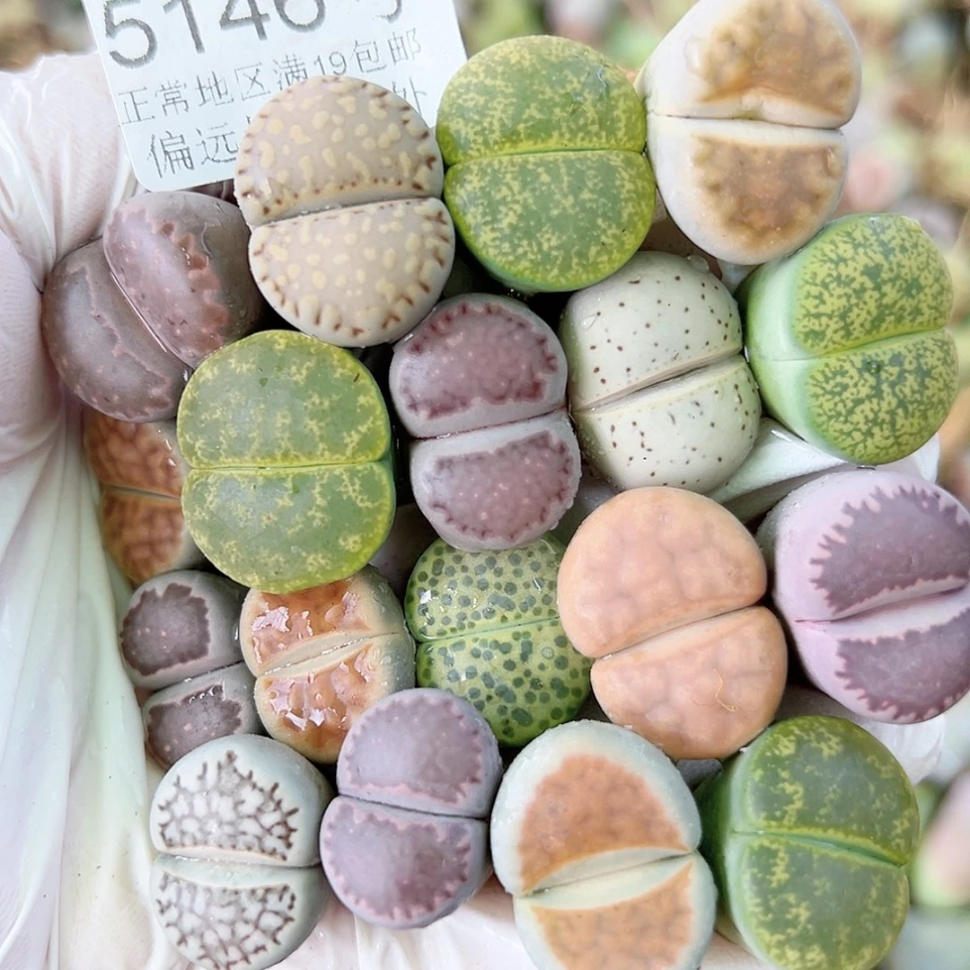 5146 好养易活生石花大母本18个