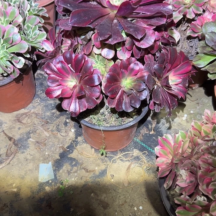 不包侧枝一物一拍1