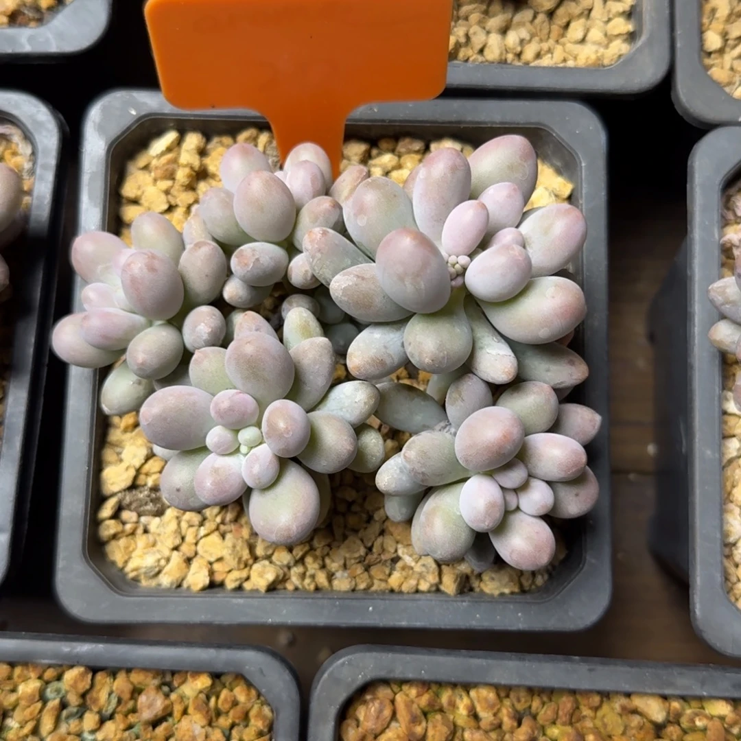 桃花奶222222222222222