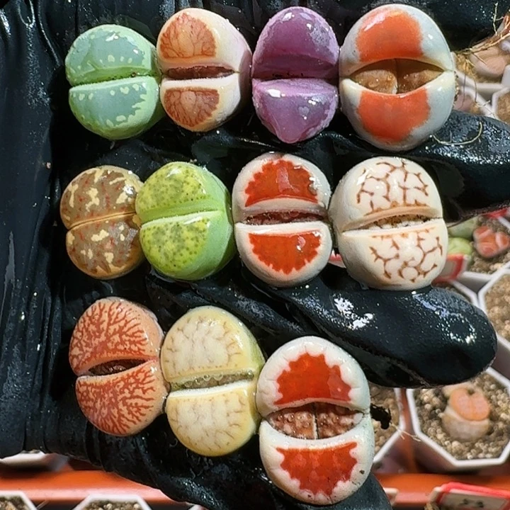 生石花1111111。   268