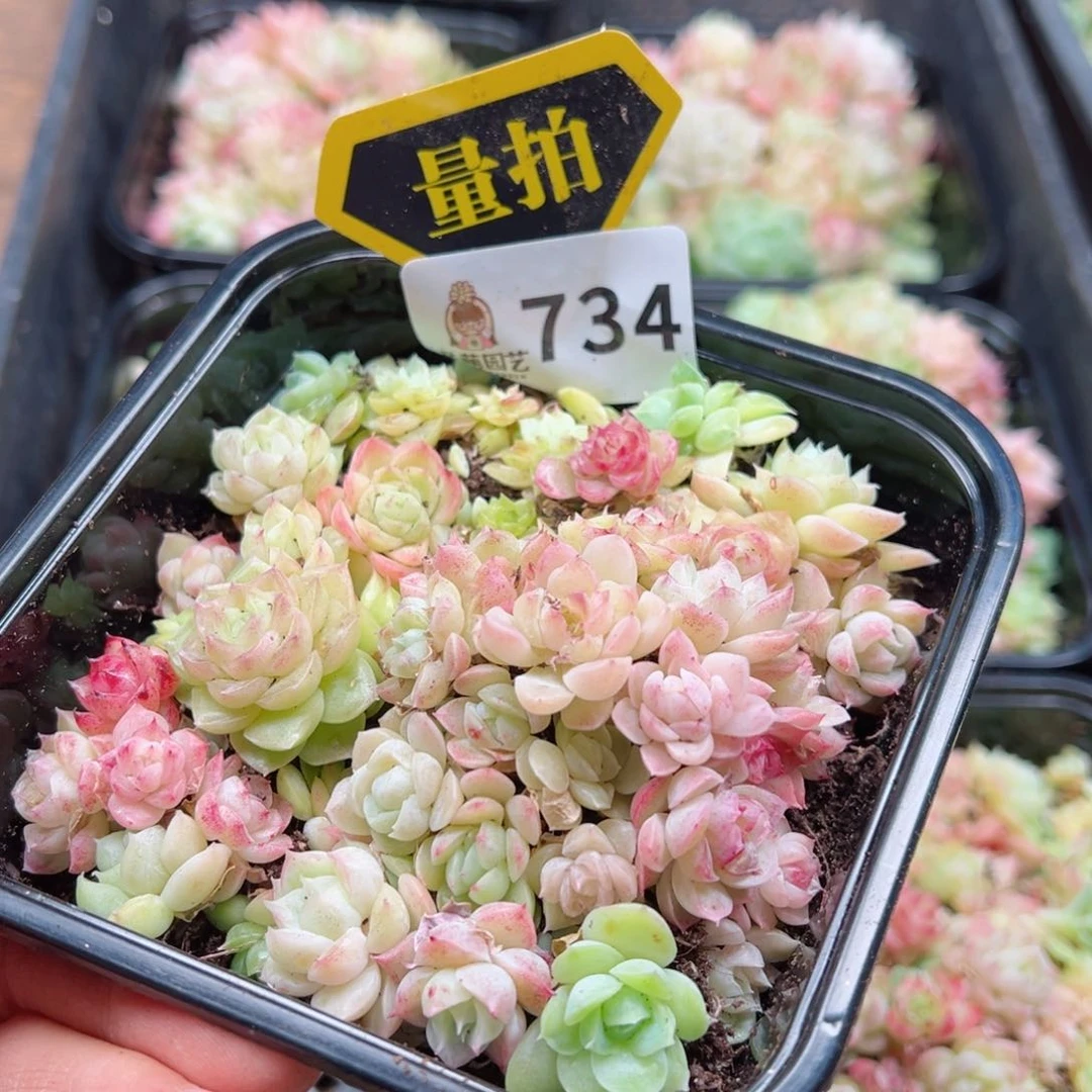 多肉植物多肉植物