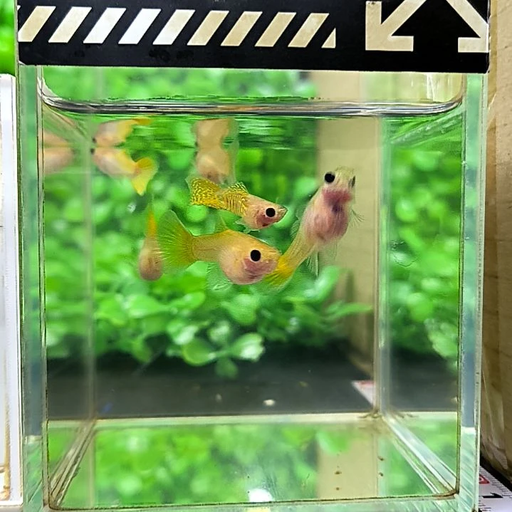 海水鱼精品孔雀鱼，黄金玻璃猫，两公四母带胎代孕。