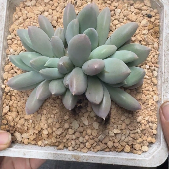 胖彩体 哥特 3头  一物一拍