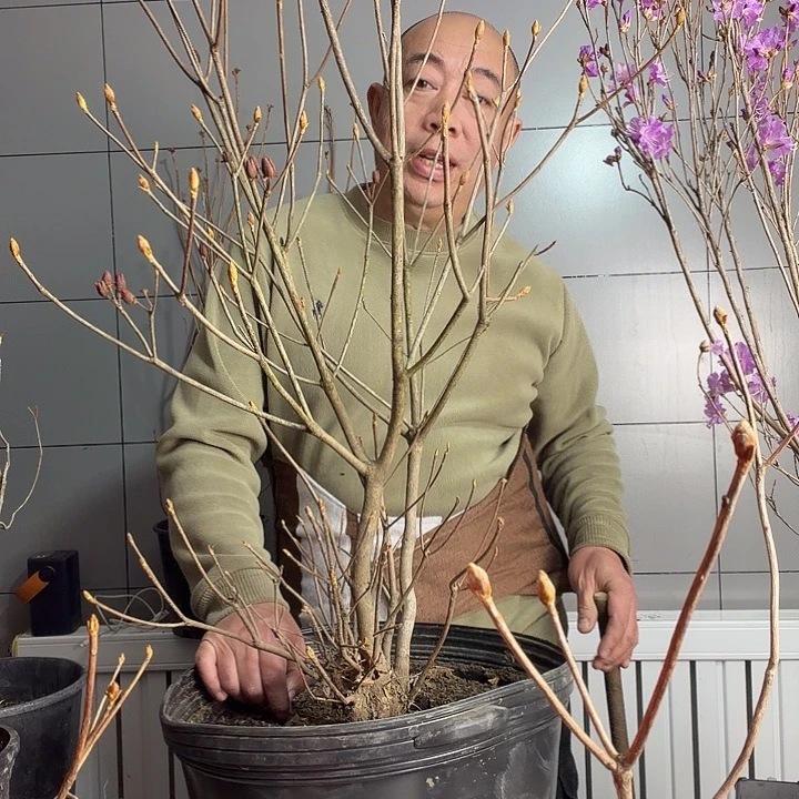 U***i大字杜鹃7加仑盆苗