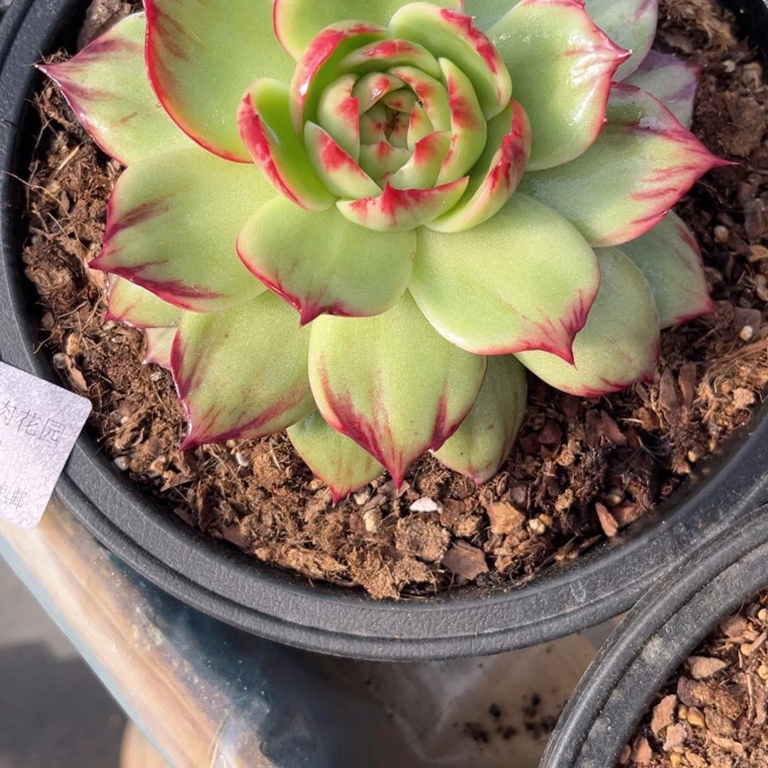 陌*2.19-11惊鸿仙子