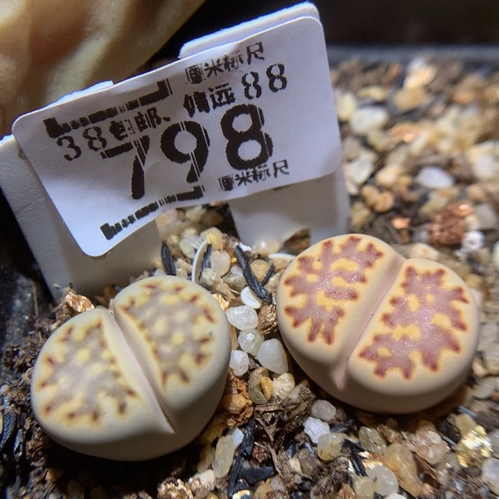 臭***Sss精品生石花798