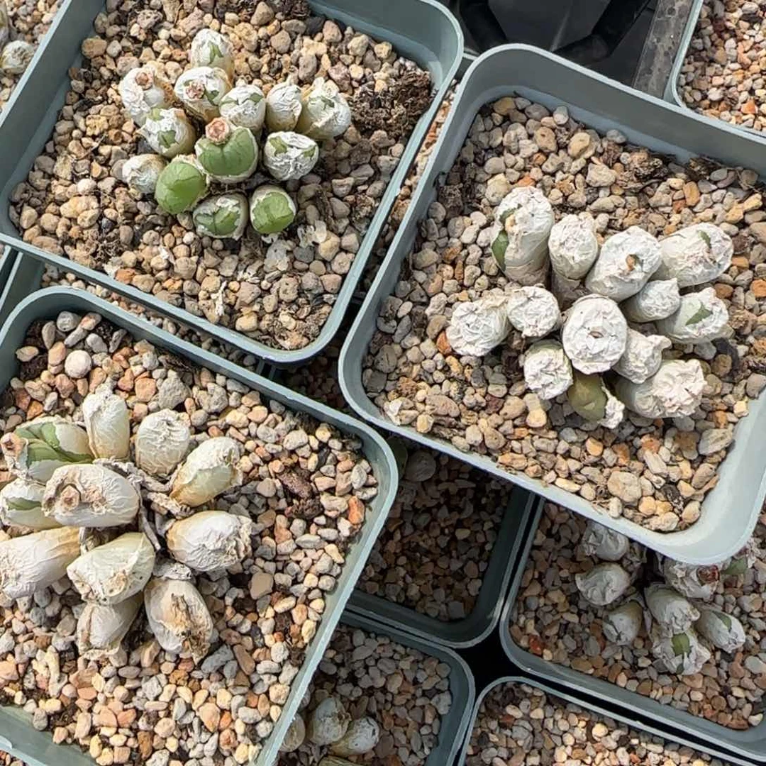 小***哥6-12-当天满38包邮杂交脱土