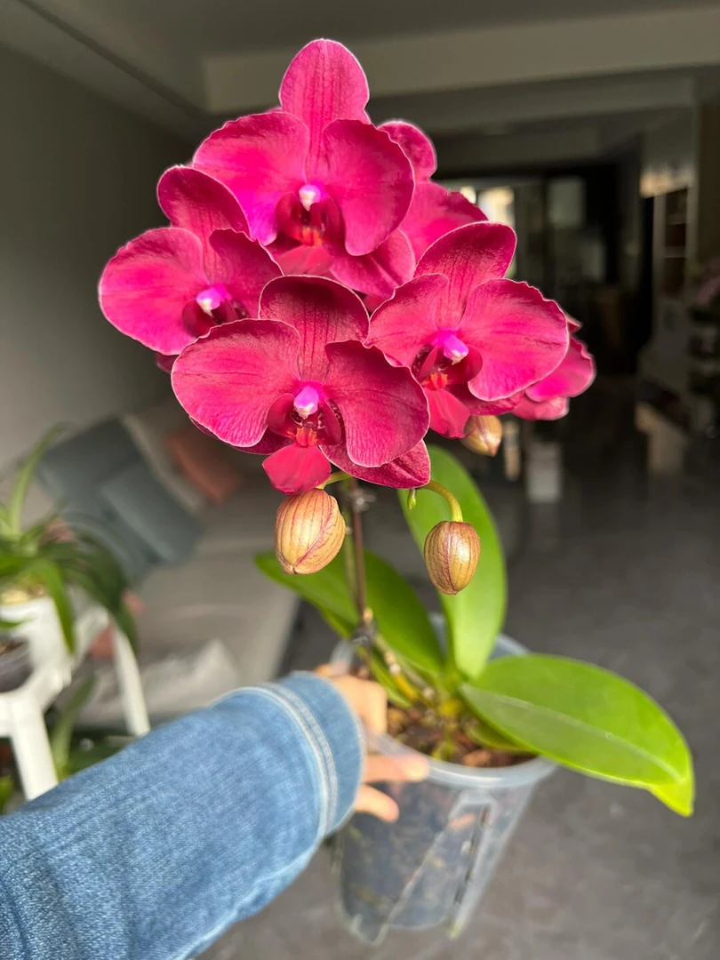 《蒙特勒》蝴蝶兰桌面阳台花卉推背图威尼斯