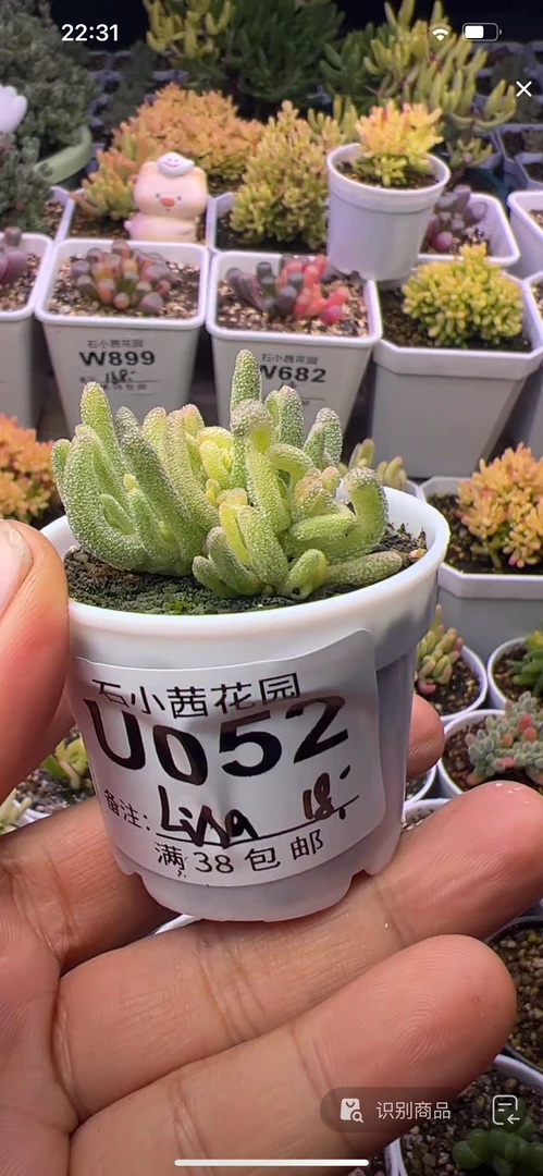 lisa-不知名-多肉植物枝干番杏