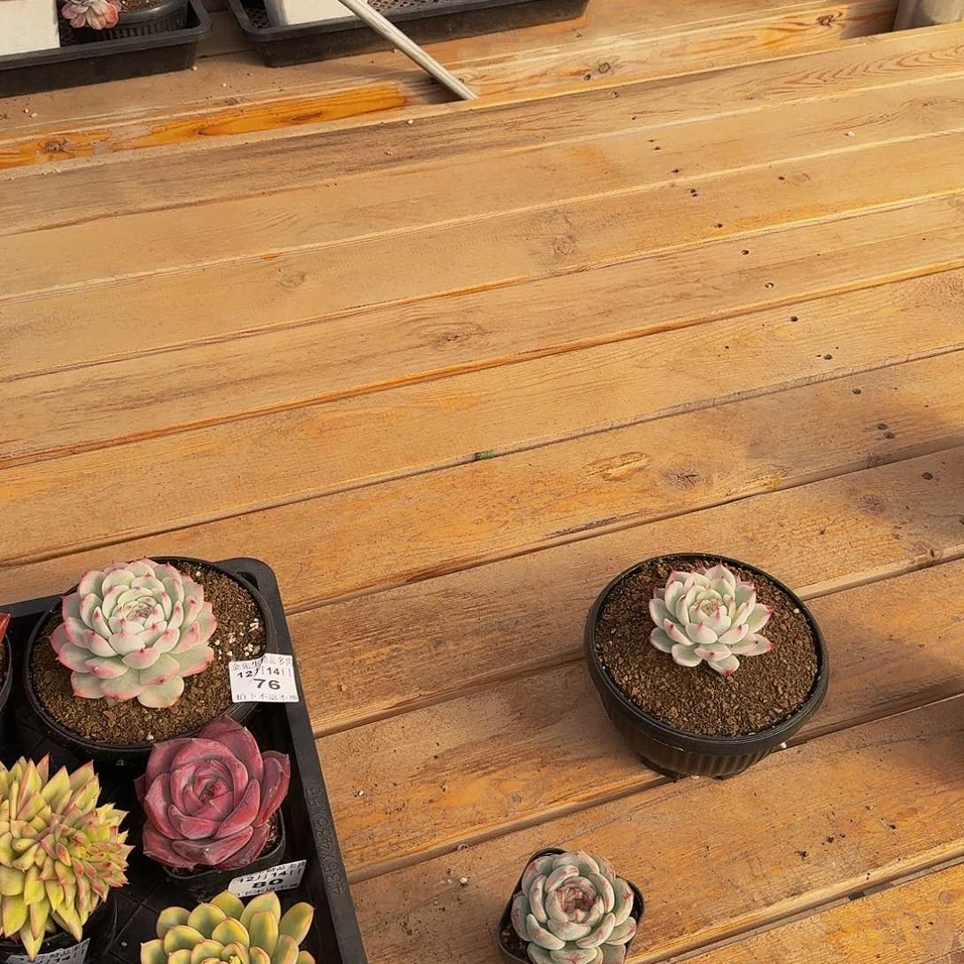 曹***叔1214-糖果宝贝群20颗