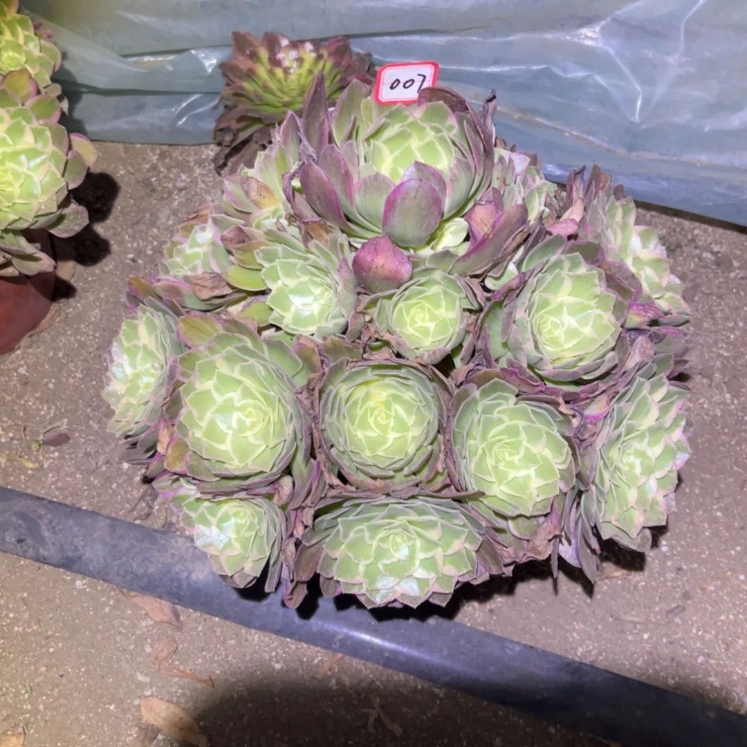 007多肉植物水蜜桃