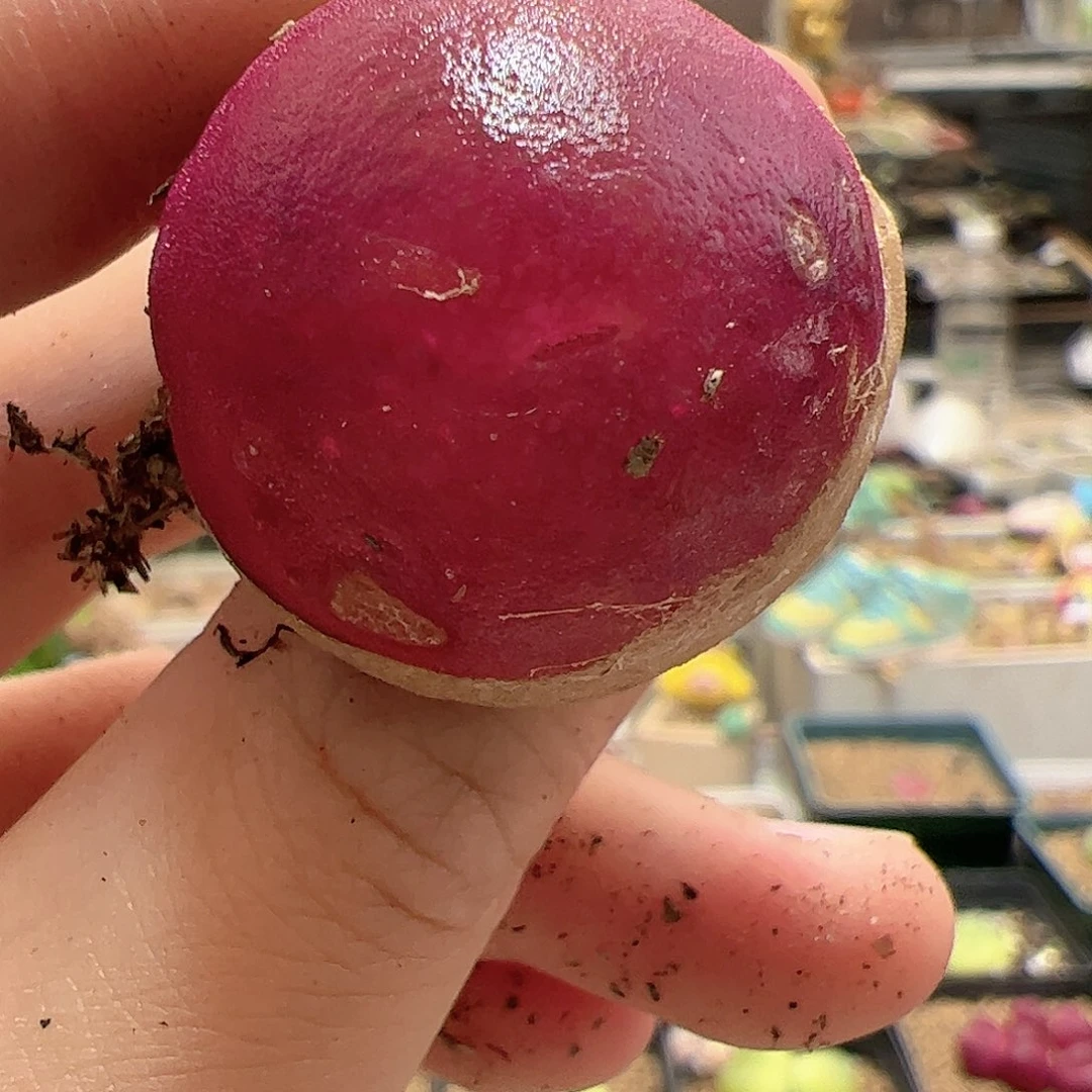 【闪购商品】7 开播福利