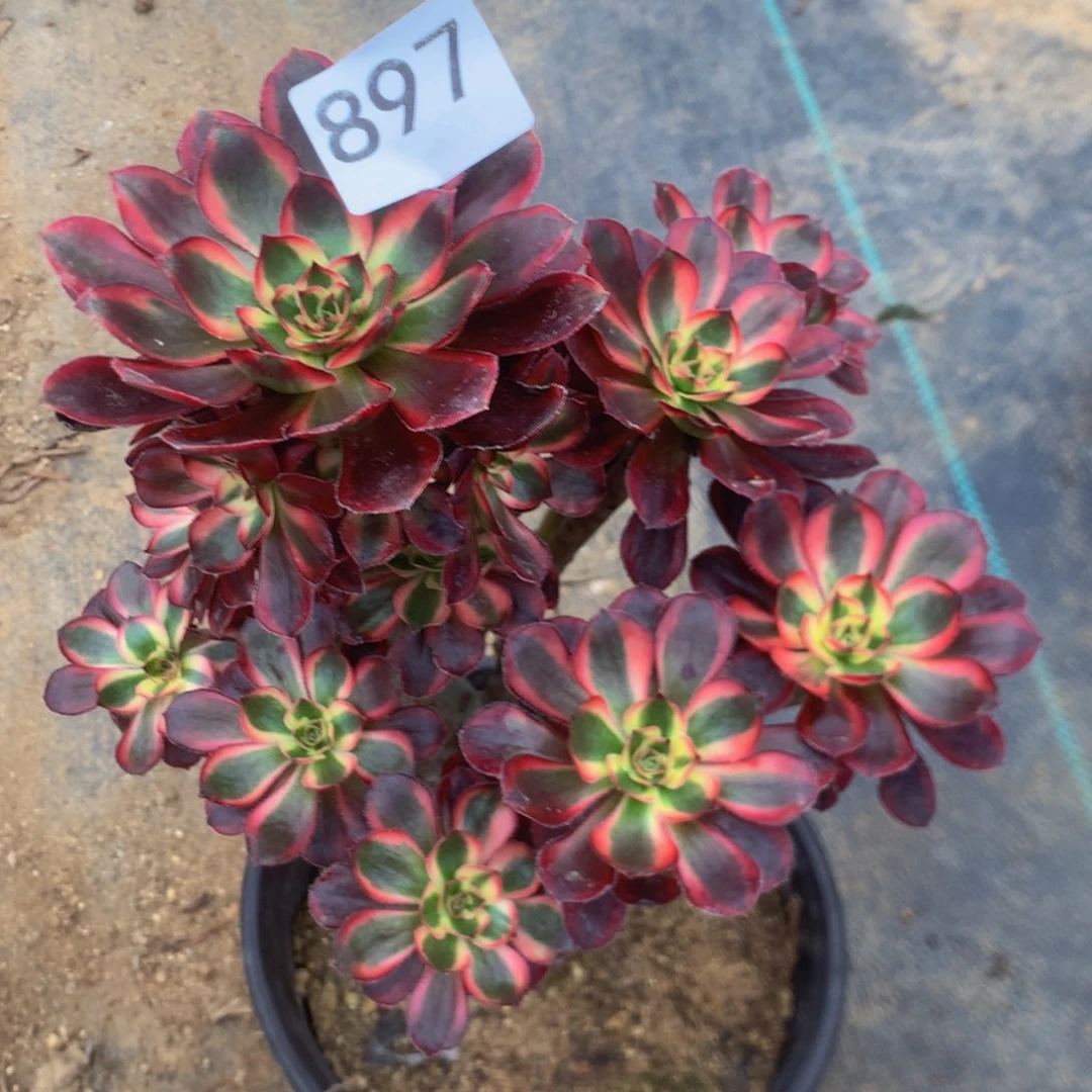 897丽娜多多肉植物