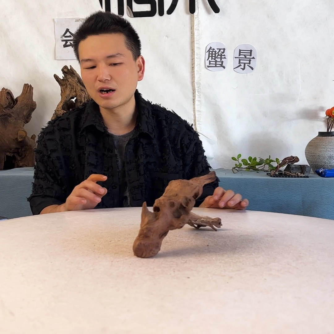 沉木造景爬宠造景