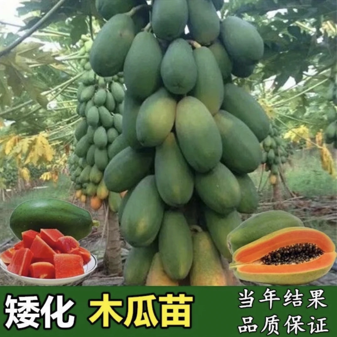 广西木瓜树苗大青冰糖红心木瓜苗矮化特大木瓜苗南方种植四季结果