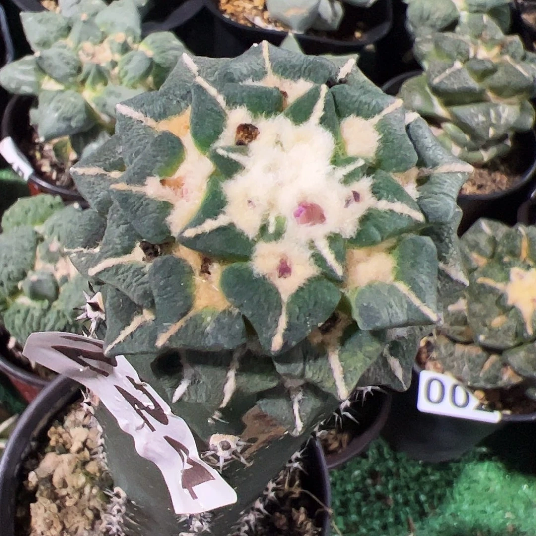 无花朵福利光面黑牡丹224