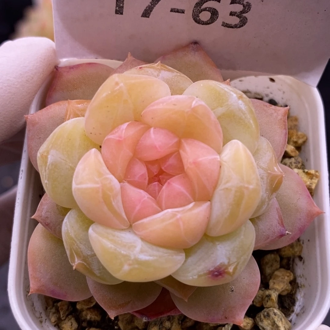 【闪购商品】17-63