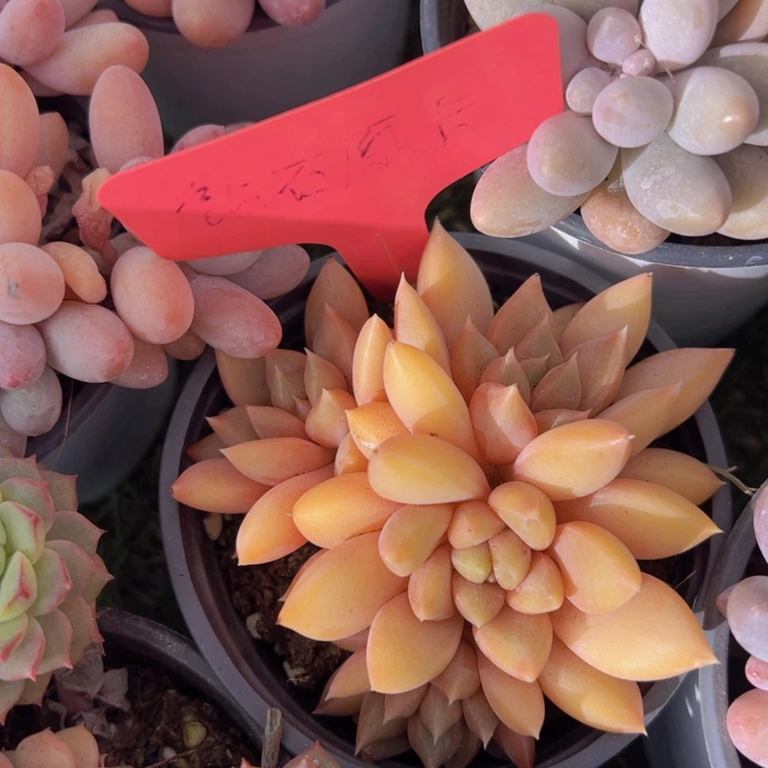 香玉的故事是一个人的故事吗