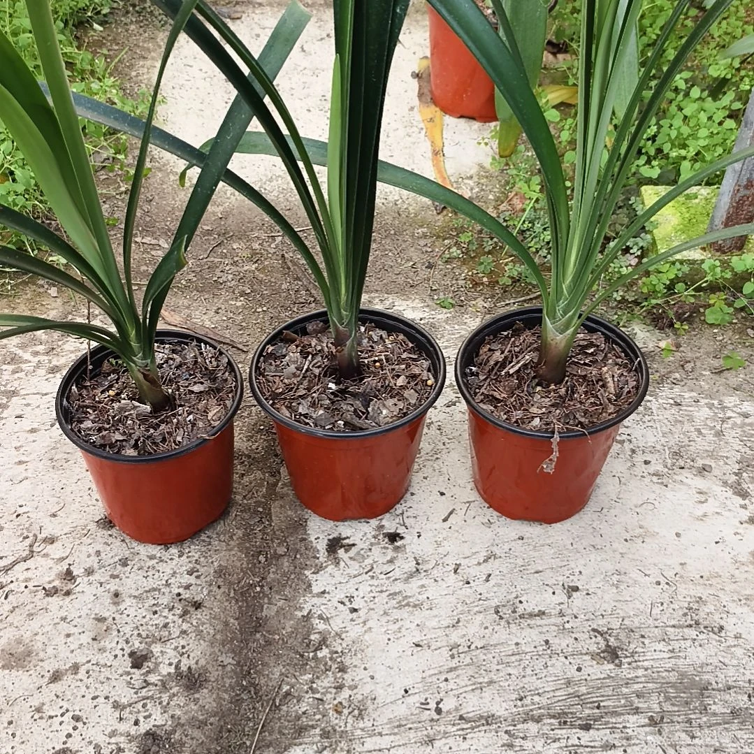 残***鸫当前无花栽培后可以开花花园苗三棵残叶特惠