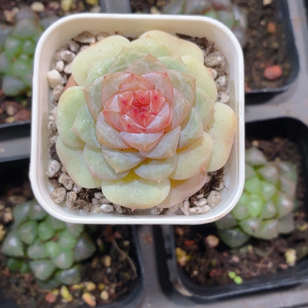 涟漪多肉9.9包邮发货