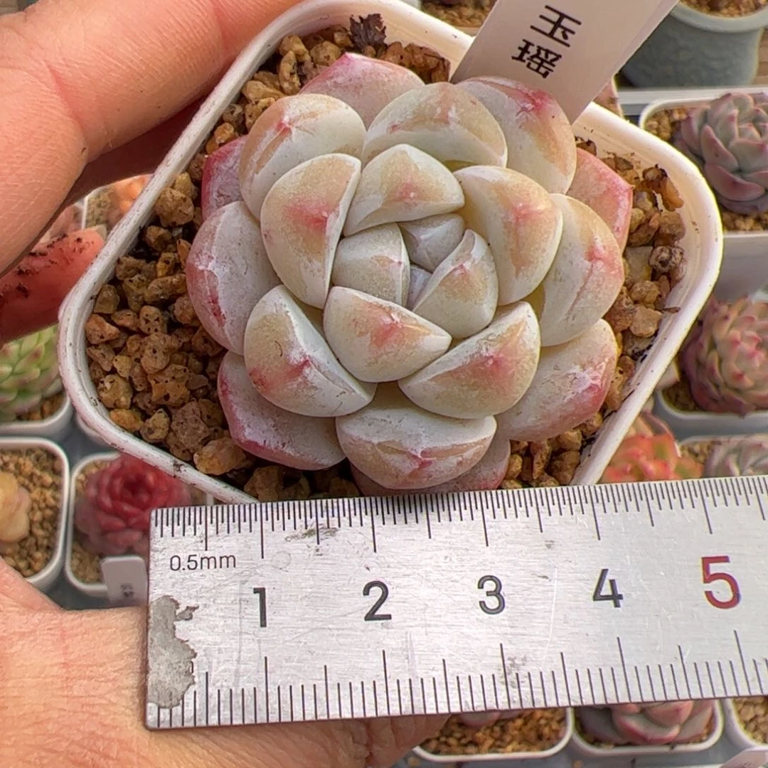 彼**克151多肉植物组合盆栽