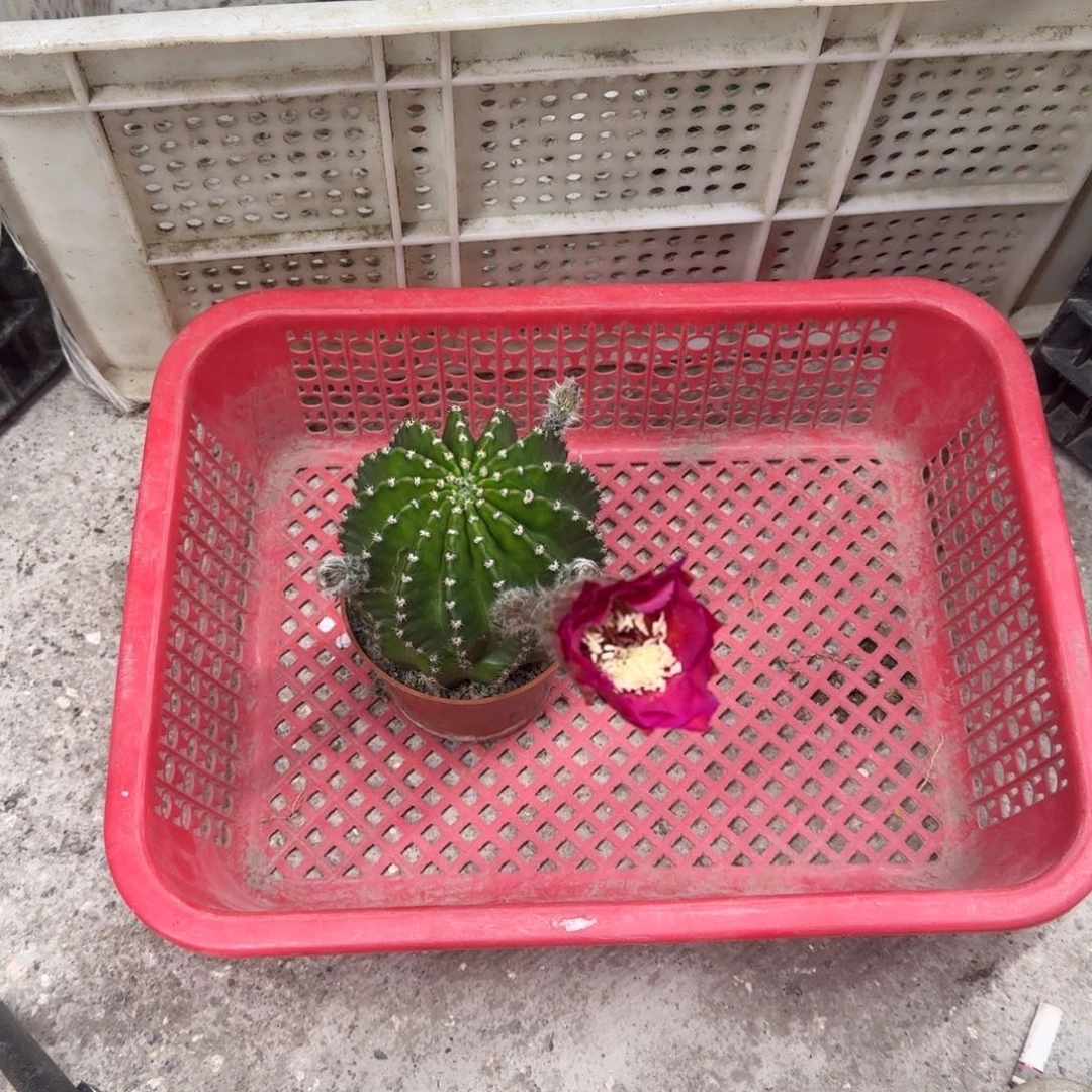 奔***华无花朵彩草哈哈哈哈哈哈哈