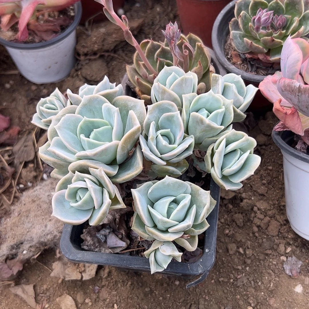 多肉植物可爱玫瑰散拼