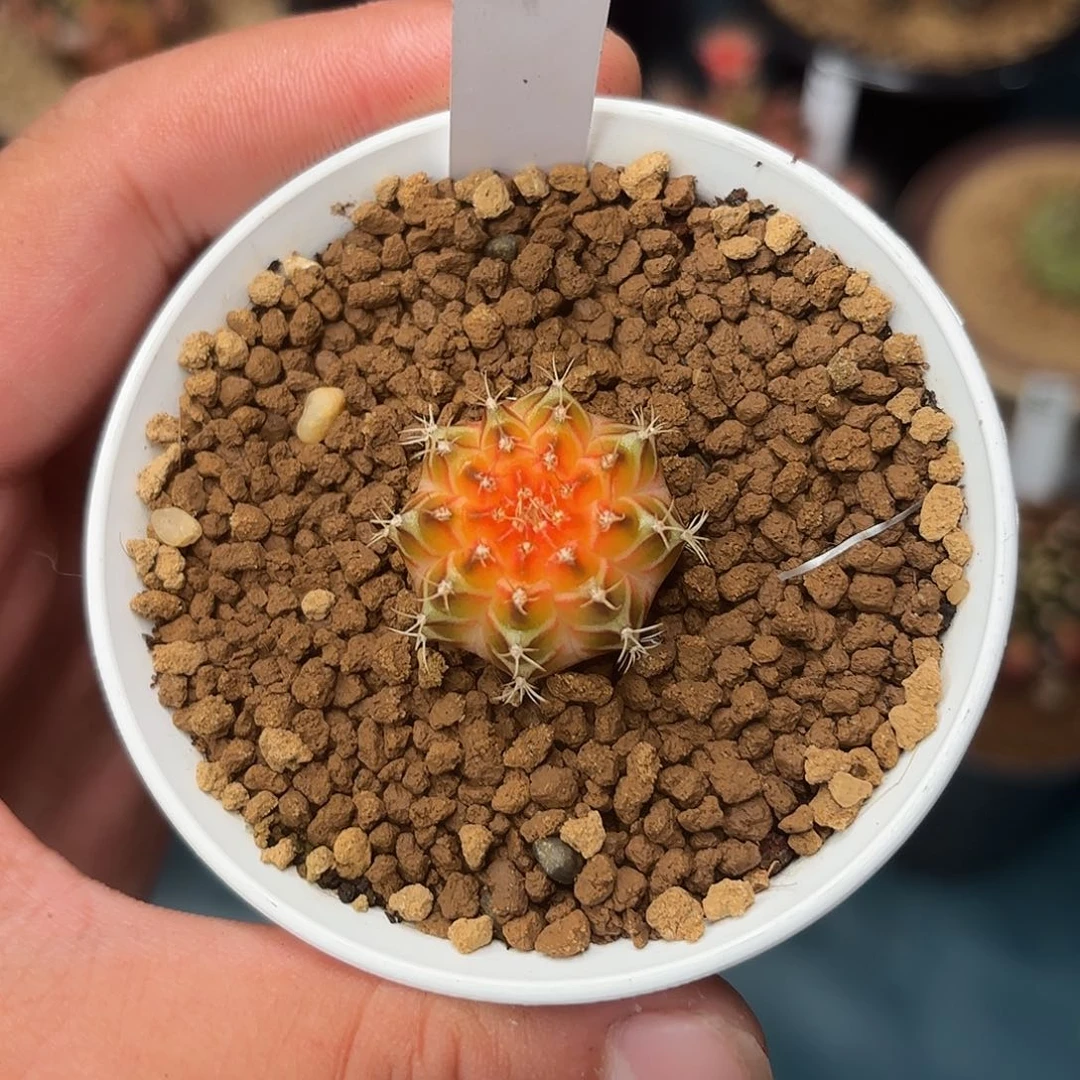 330-0621泰国发货多肉