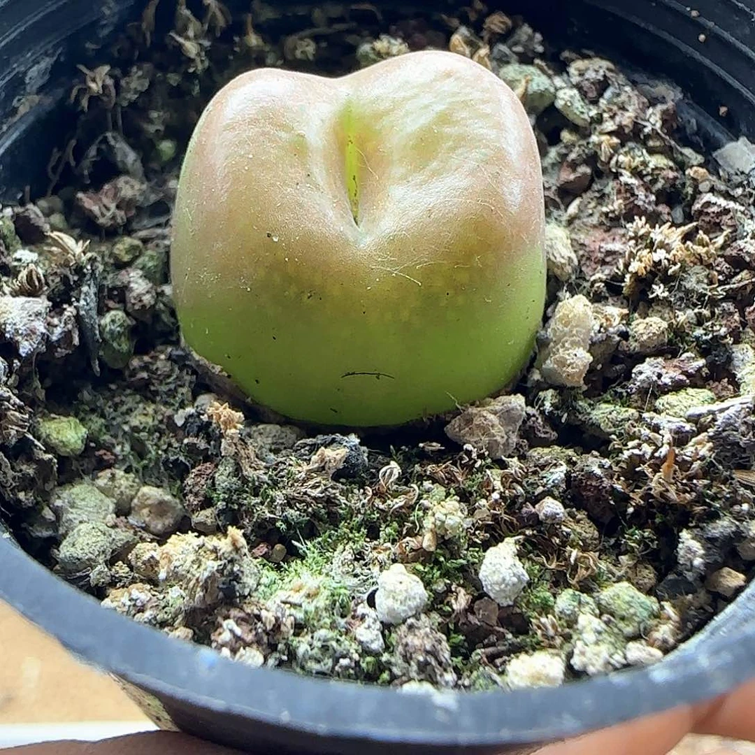 又***開哈哈哈哈哈哈哈哈哈哈43132