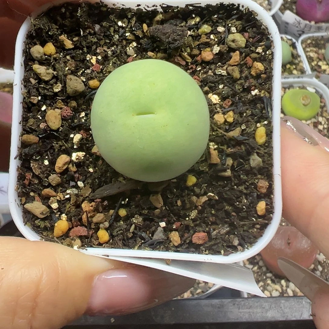 638鸽子蛋带盆土发货