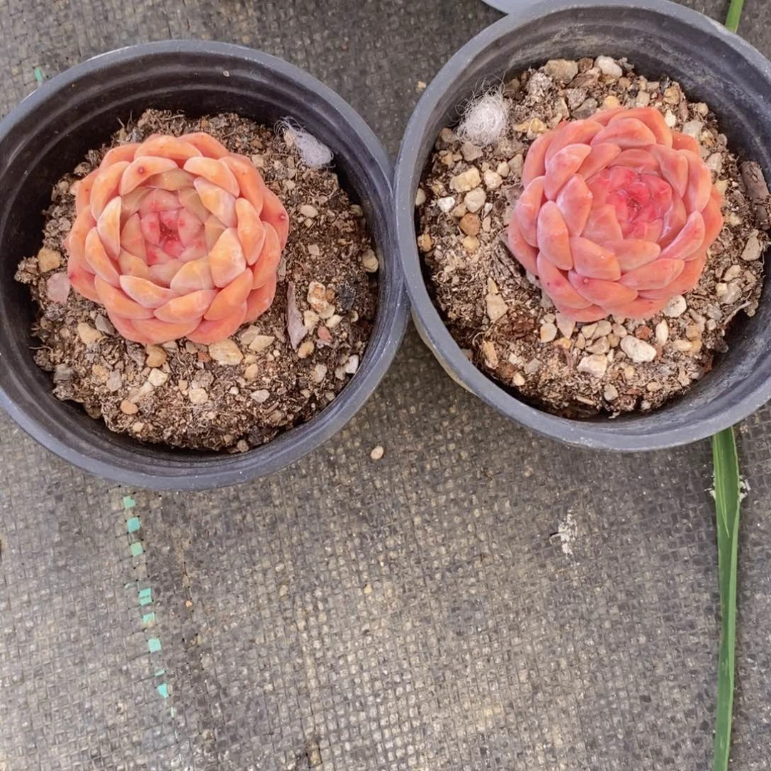 焦**冰可问主播品种，下滑链接更多品种选择多肉