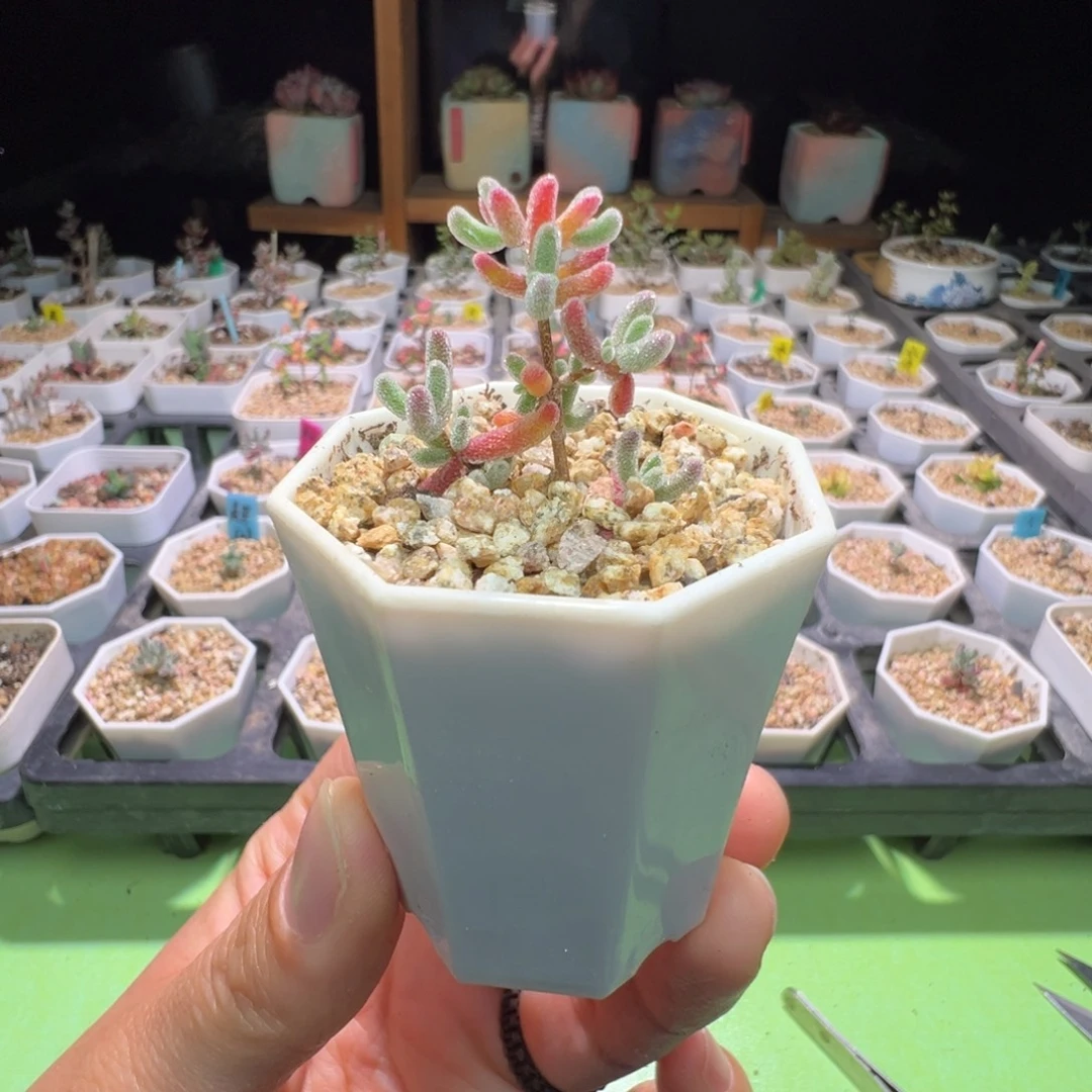 福利，3058实生粉冰晶，一年多，拍下不退不换
