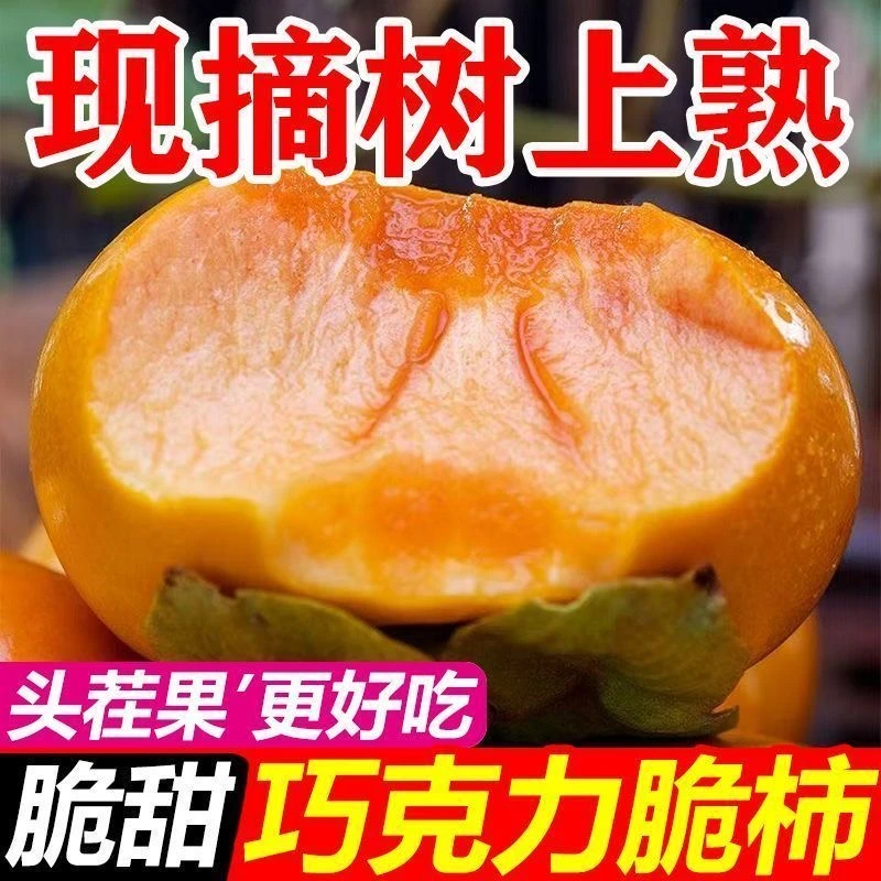 【爆甜】正宗巧克力脆柿新鲜水果脆甜柿子当季应季现摘整箱阳丰脆柿