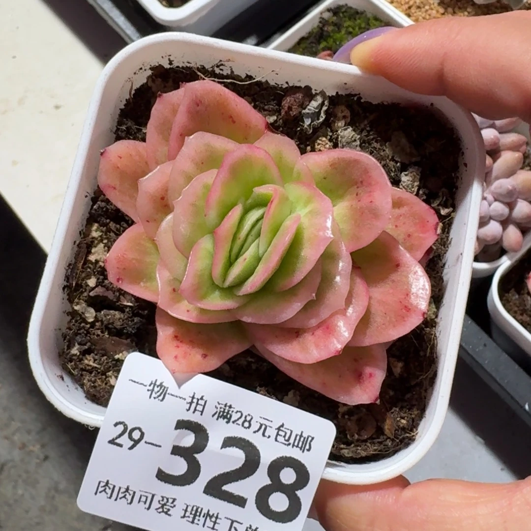 冰玫瑰无盆土发货