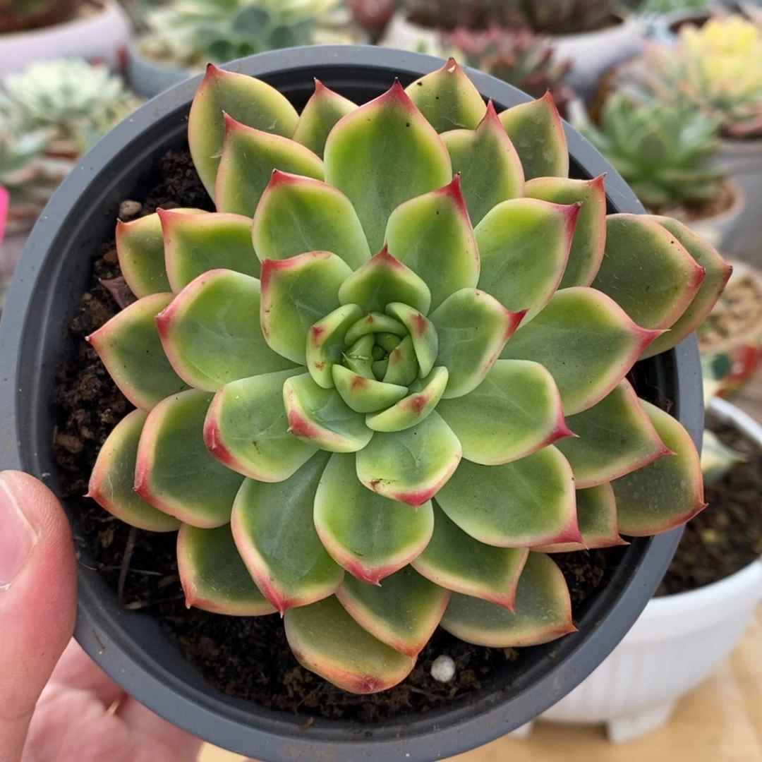 748桃花锦锦锦锦锦锦