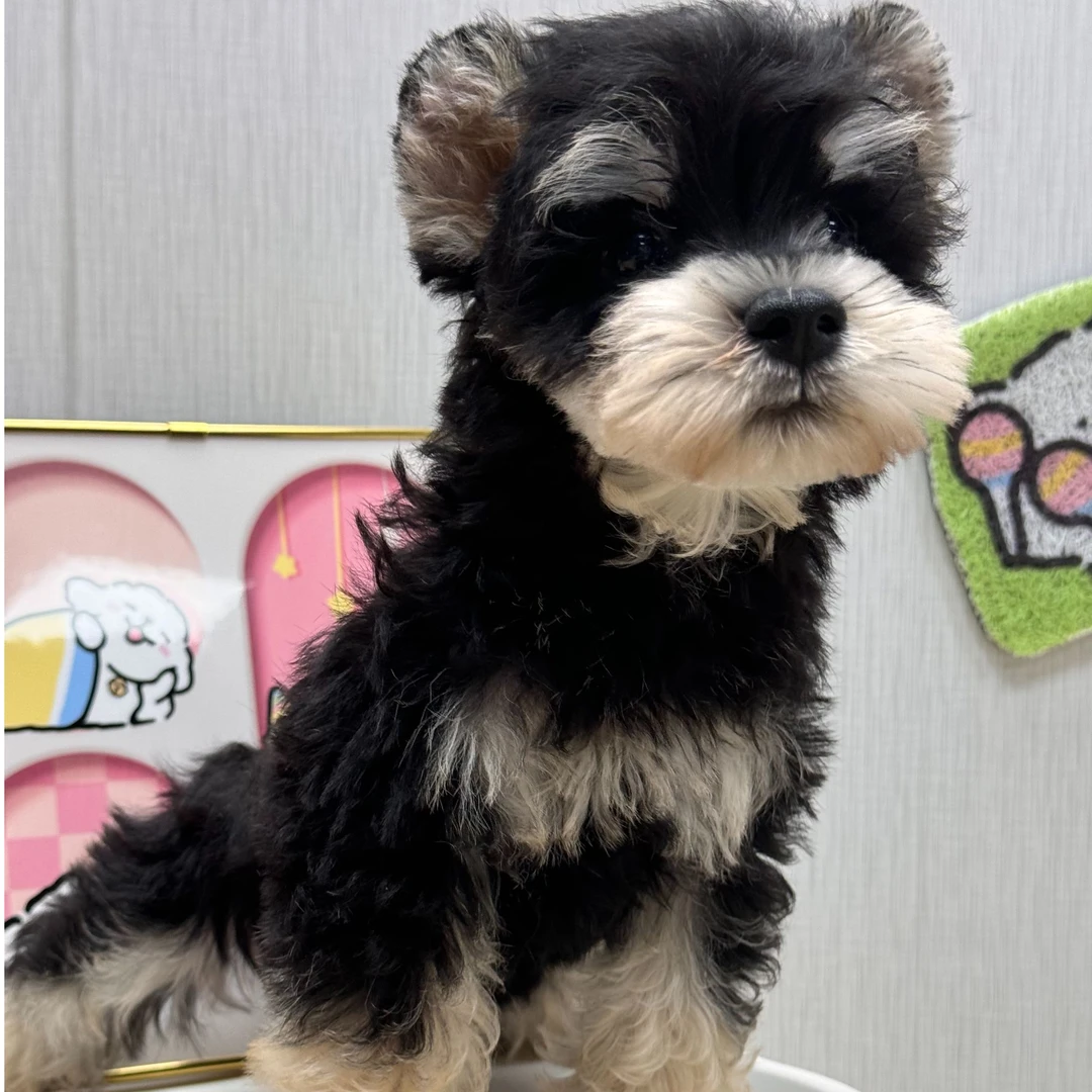 蓉姐家的雪纳瑞哈基米幼犬活体链接