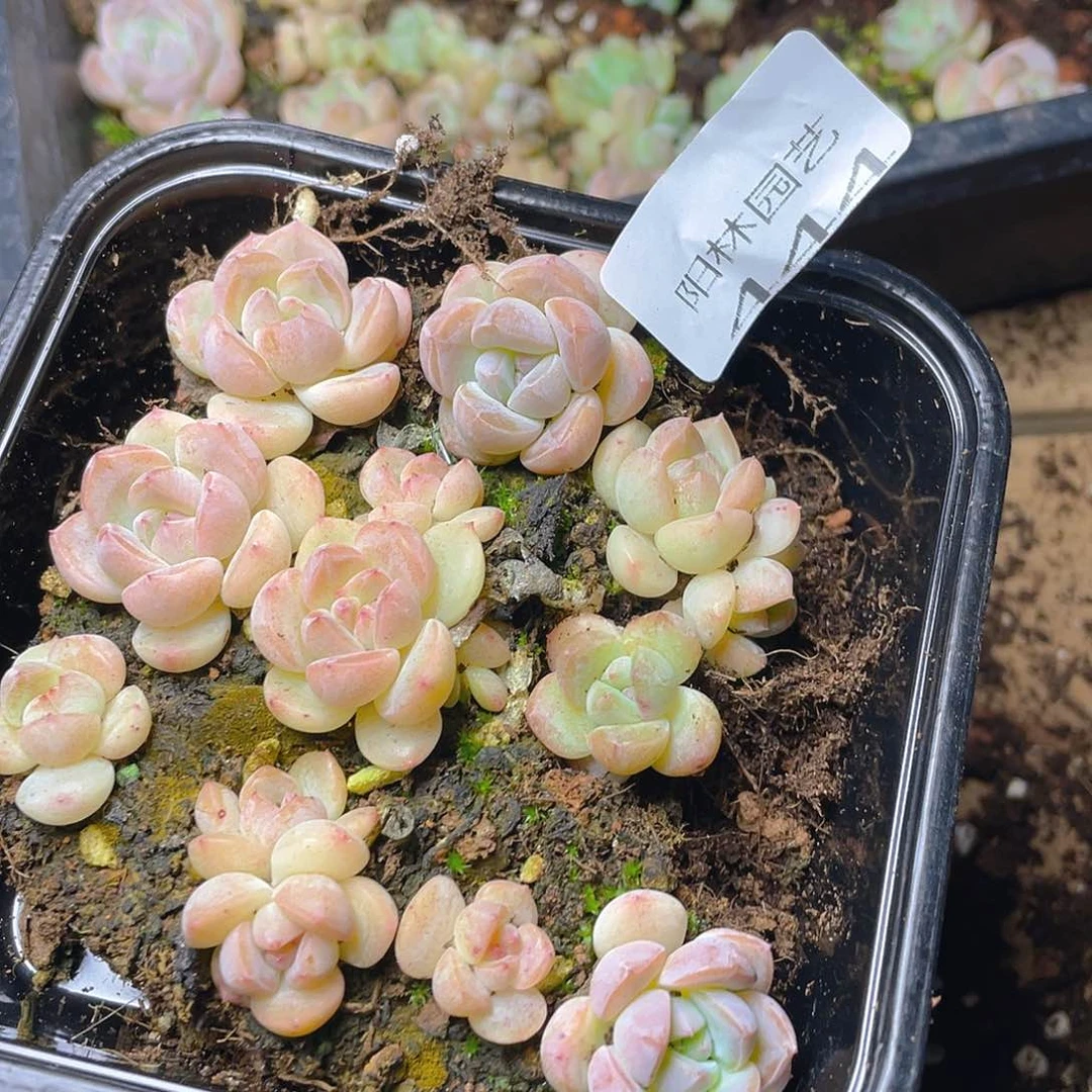 多肉植物多肉植物444