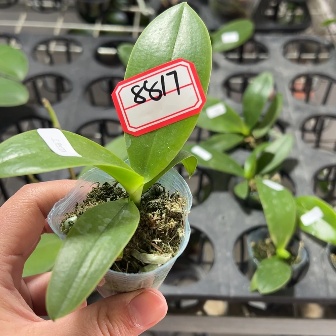 妖***的当前无花栽培后可以开花8817红马丁1.7