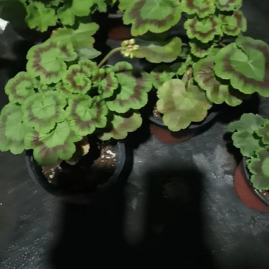 当前无花栽培后可以开花c182