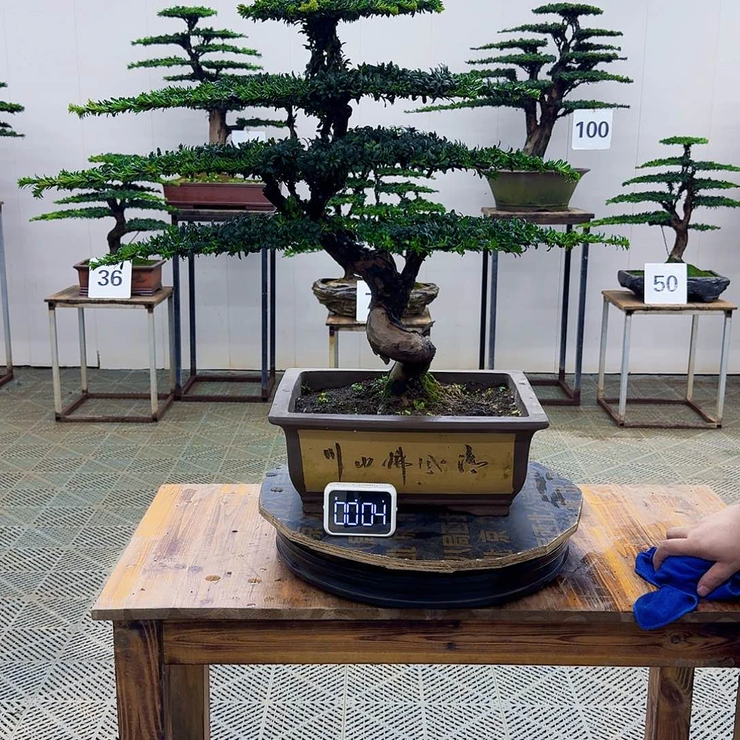 无花朵珍珠红芽罗汉松造型盆景