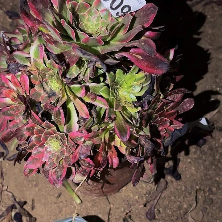 600琉璃多肉植物不售后