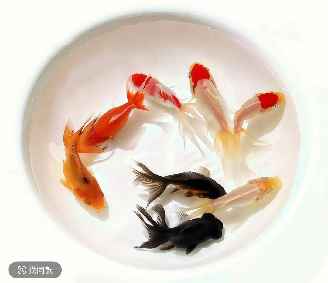 耐活观赏龙睛国狮鸿运金鱼新奇宠物耐活好养大金鱼