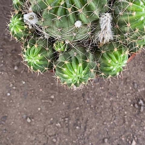 56丽花仙人球356788