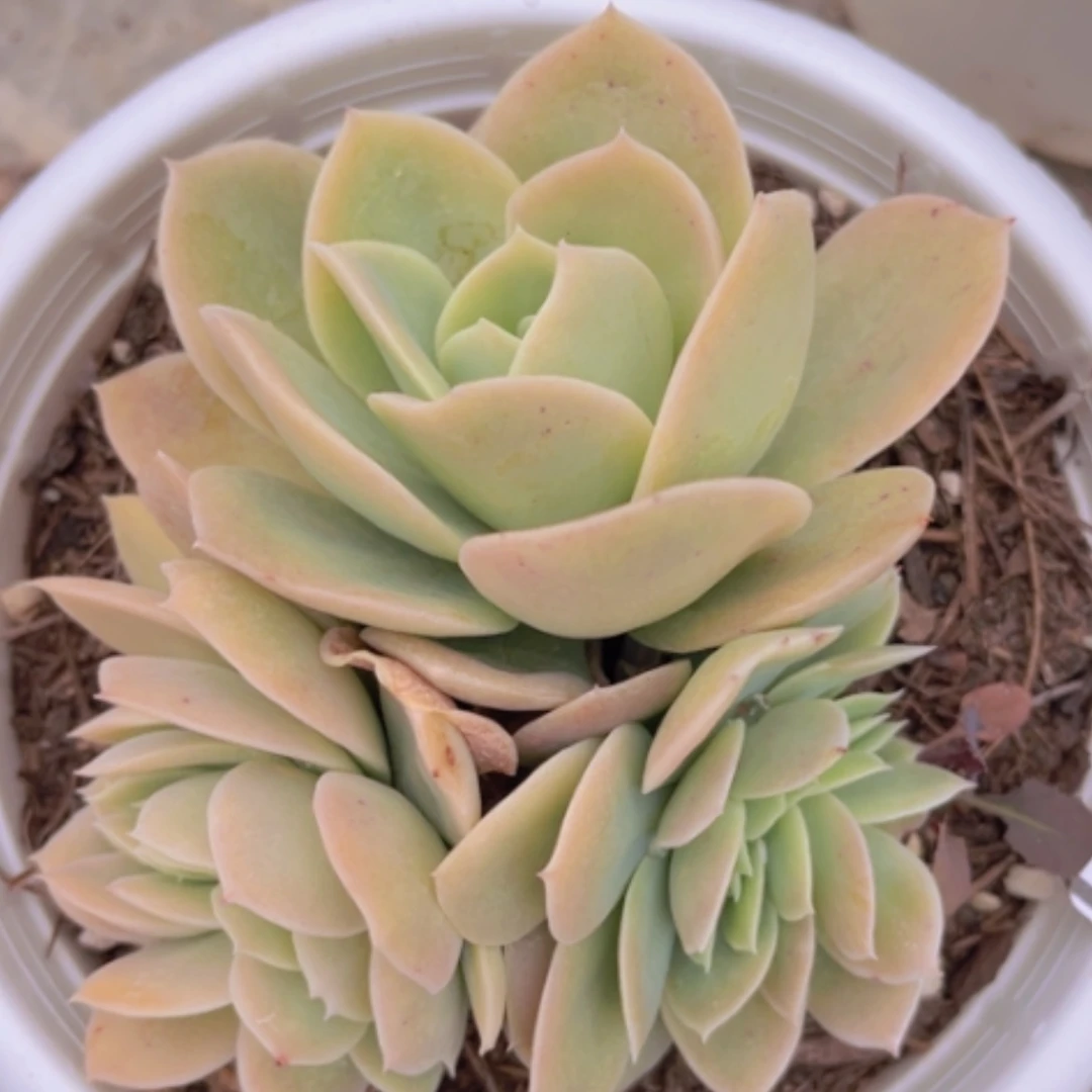 【闪购商品】星纳塔缀0423