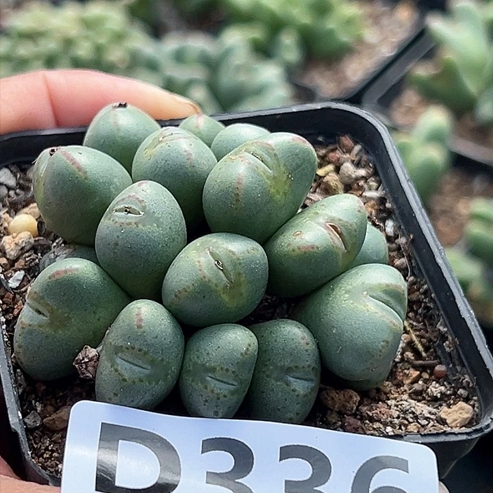 德*天少将1111111多肉