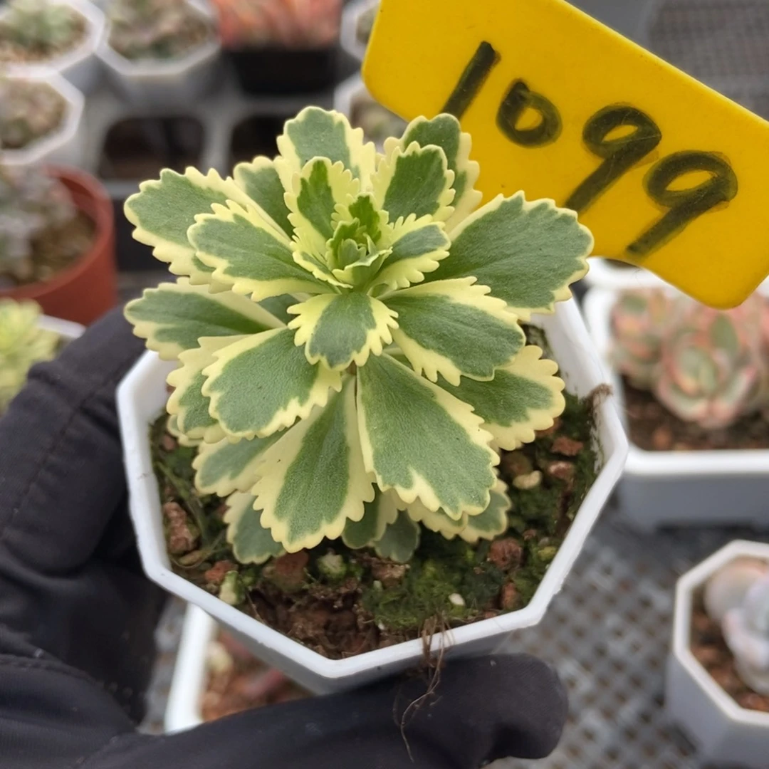 1099亚特兰蒂斯锦多肉植物保护