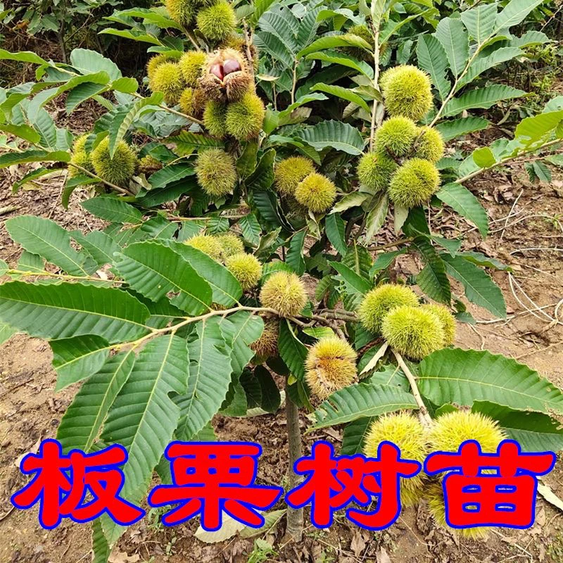 板栗树苗南北方庭院盆栽地种大红袍板栗嫁接迁西板栗果树果苗