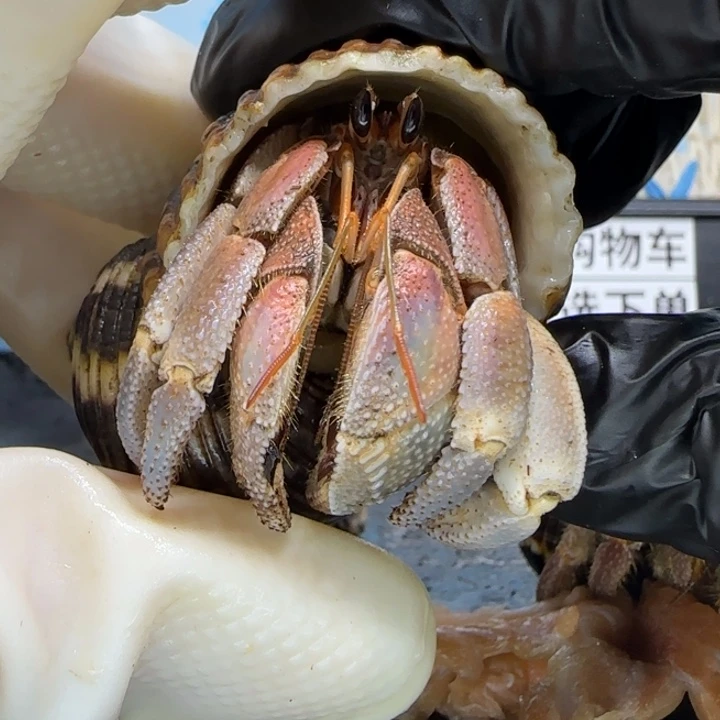 A71彩彩 灰白2.3cm口径