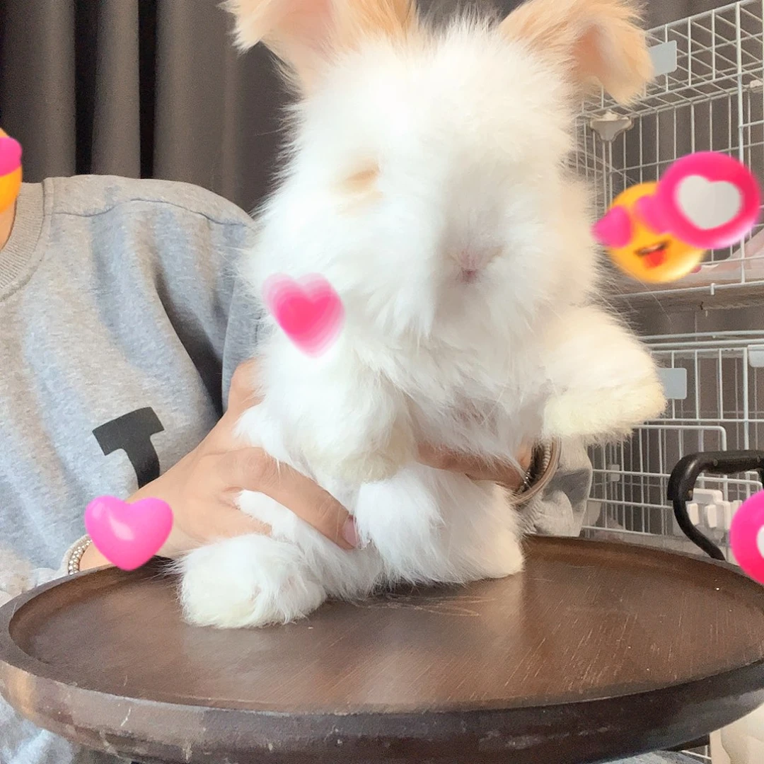 拈***笑英系双血安哥拉兔10